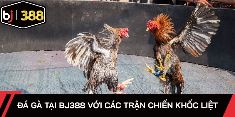 Đá gà tại bj388 với các trận chiến khốc liệt