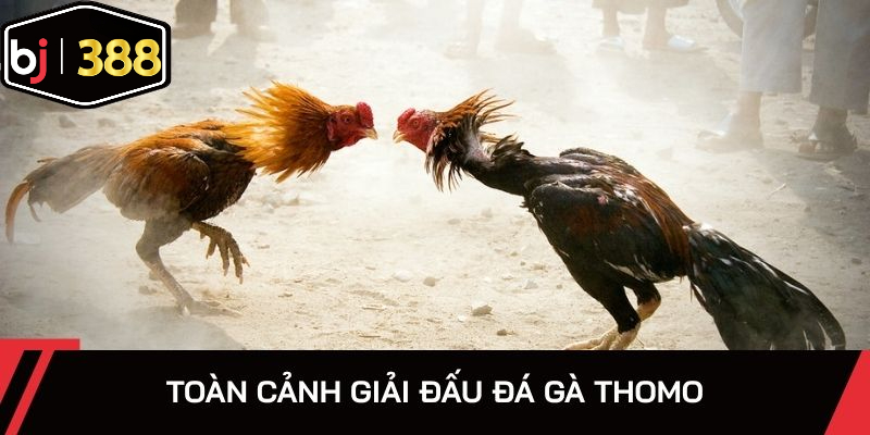 Đá gà Thomo có quy mô lớn tại khu vực Đông Nam Á