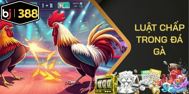 Luật Chấp Trong Đá Gà