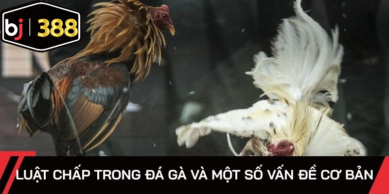 Một vài thông tin hấp dẫn