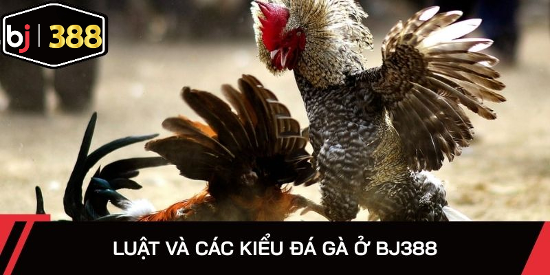 Nhà cái có nhiều kiểu thi đấu giữa các chiến kê live thời gian thực tế
