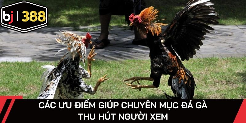 Nhiều ưu điểm đặc biệt giúp các live được truyền phát hút người xem